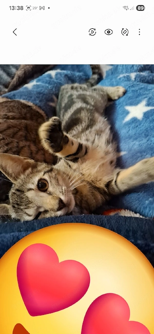 verkaufe zwei katzen babys