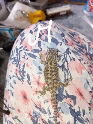 Baby bartagame NZ (pogona vitticeps.Orange Blue Tiger Hypo)