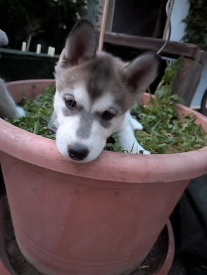 Alaskan Malamyte - Husky Welpen 