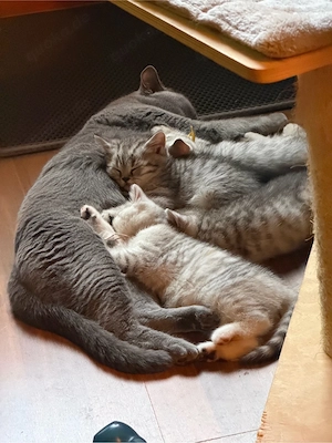 Reinrassige BKH Britisch Kurzhaar Kitten ab 04.09.2026