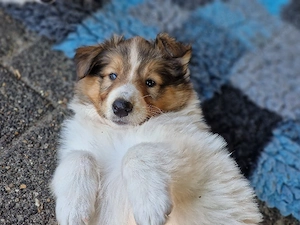 Collie Welpen, geimpft, gechipt 