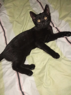 Baby-Katzen 