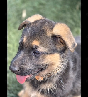 SCHÄFERHUNDWELPE sucht tolles Zuhause