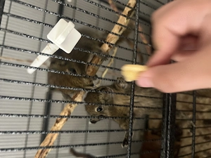 Chinesisches Baumstreifenhörnchen 