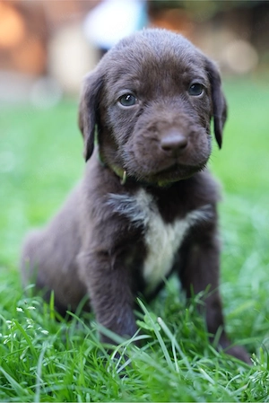 Labradoodle F2 Welpen braun Deutsch Kurzhaar Hündin Rüde rauhaar drahthaar 