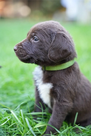 Labradoodle F1B Deutsch Kurzhaar Welpen Rüde Hündin braun weiß drahthaar lockig Familienhund Sport