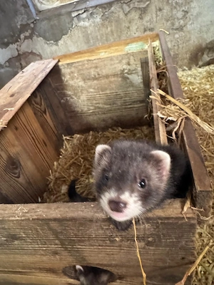 Baby Frettchen aus Hobbyzucht 