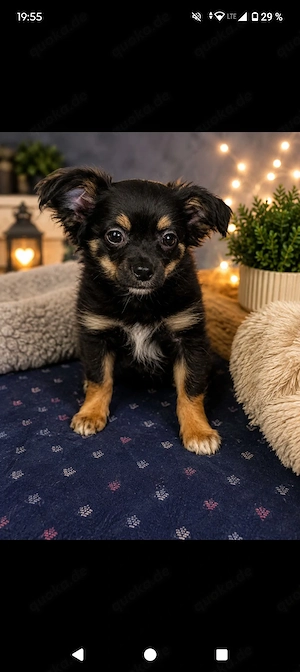 Chihuahua Langhaar rüden Sucht traumschloss 