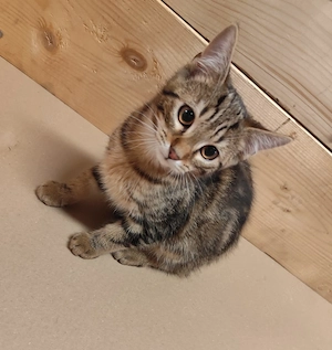 Wunderschöner Britisch Kurzhaar Kater