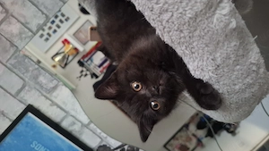 Bkh kitten