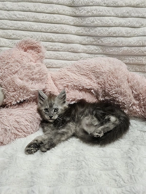 Main Coon Katzenkinder suchen absofort neues Zuhause 