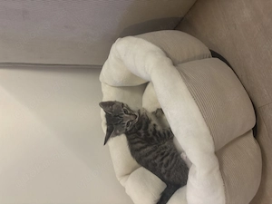 Zuckersüße Kätzchen Perpino und Laurenzio suchen ein liebevolles Zuhause