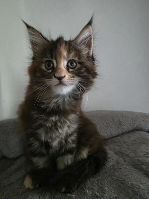 Maine Coon Black Torbie