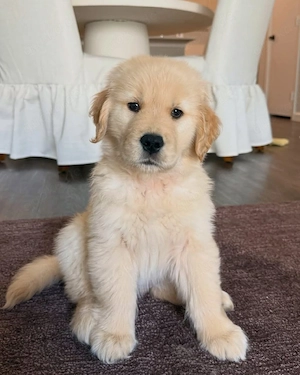 Bezaubernde Golden Retriever Hündin  Ilvy  sucht ihr Traumzuhause     