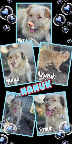 fröhlicher, offener, bildhübscher Rüde "Nanuk" sucht ein liebevolles Zuhause