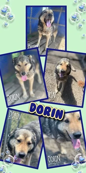 sanfter, lieber, offener, liebevoller, wunderschöner Rüde "Dorin" sucht ein liebevolles Zuhause