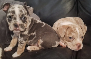 Reinrassige American Bully Welpen dürfen ausziehen 