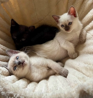 Siam Britisch-Kurzhaar-Mix Kitten suchen ab September ein liebevolles Zuhause