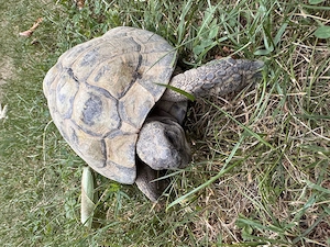 Adulte gr. Landschildkröte, männlich, 26 Jahre alt, THB
