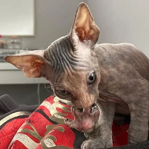  **Wunderschöne Sphynx-Kätzchen suchen ein liebevolles Zuhause** 