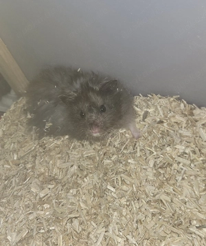 Trddyhamster Fussel mit Gehege und Zubehör sucht neues Zuhause 
