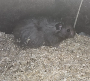 Dringend Teddyhamster Fussel mit Gehege und Zubehör sucht neues Zuhause 