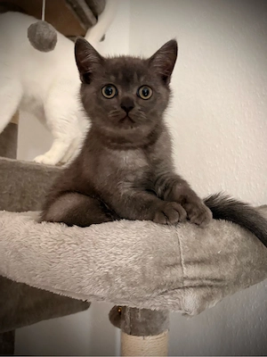 BKH Kitten Kater in besonderer Farbe 
