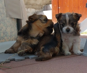 Yorkshire-Terrier-Welpe sucht ein liebevolles Zuhause