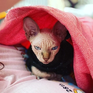  Wunderschöne Sphynx-Kätzchen suchen ein liebevolles Zuhause 