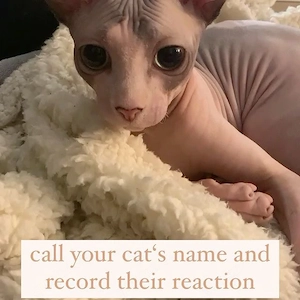  **Wunderschöne Sphynx-Kätzchen suchen ein liebevolles Zuhause** 