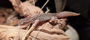 Diplodactylus Furcosus Pärchen