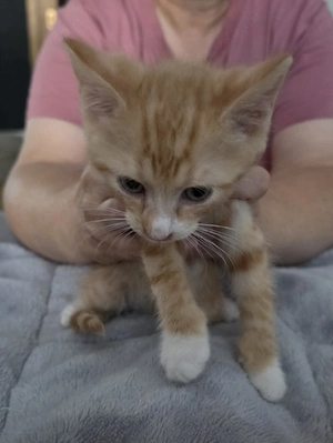 Katzen Babys 