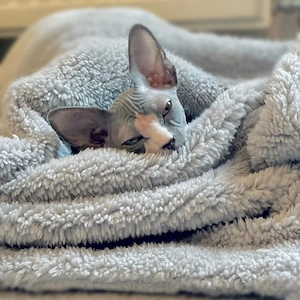  **2 wunderschöne Sphynx-Kätzchen suchen ein liebevolles Zuhause** 