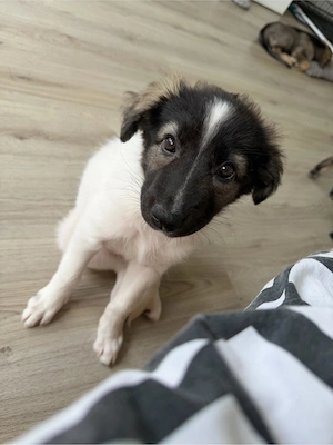 Welpenmädchen sucht ihr Für-Immer-Zuhause