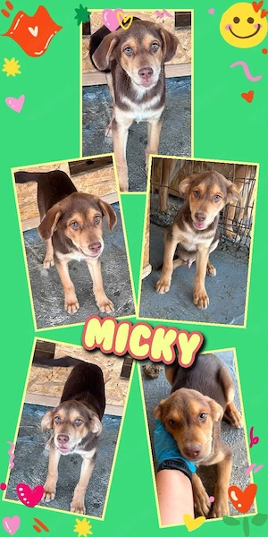 bezaubernder, wunderschöner Welpenjunge "Micky" sucht ein liebevolles Zuhause