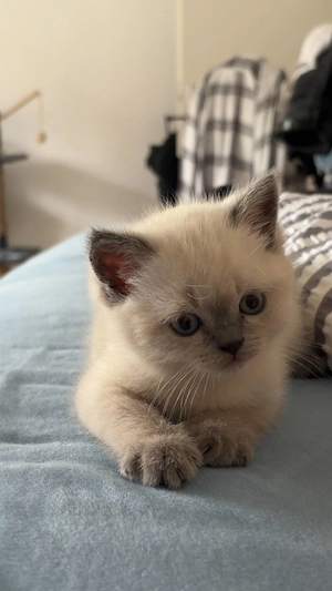 Wunderschöner schottischer Mix Kater in Colorpoint zur Reservierung