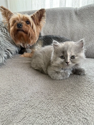 nur noch 1 reinrassige BKH weibchen kitten beide Eltern mit Stammbaum
