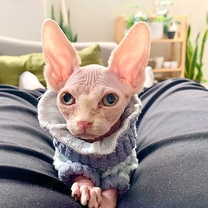  **Wunderschöne Sphynx-Kätzchen suchen ein liebevolles Zuhause** 