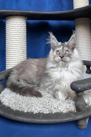 Ein wunderschönes, drei Monate altes Maine-Coon-Kätzchen sucht ein liebevolles Zuhause für immer.   