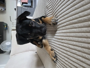 Australian Cattle Dog-Mischlingshündin + Erstausstattung