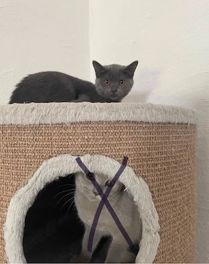 BKH Kitten - Weibchen und männchen  Bild 2
