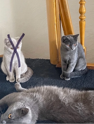 BKH Kitten - Weibchen und männchen  Bild 4