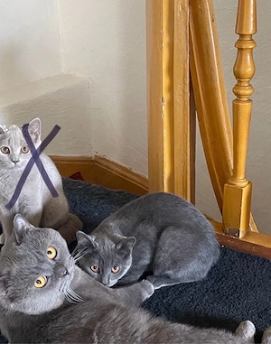 BKH Kitten - Weibchen und männchen  Bild 1