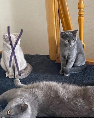 BKH Kitten - Weibchen und männchen  Bild 3