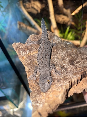 Strophurus williamsi 0,1 Weibchen