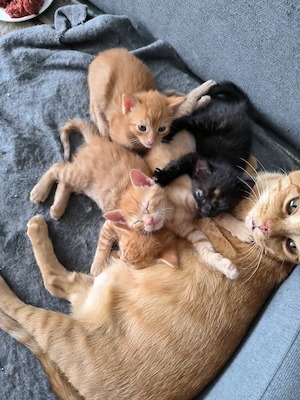 Muntere Katzenbabies in liebevolle Hände abzugeben