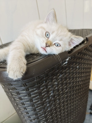  Bezaubernder Bluepoint-Kater sucht sein Für-immer-Zuhause!