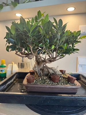 Ficus-Bonsai zu verkaufen