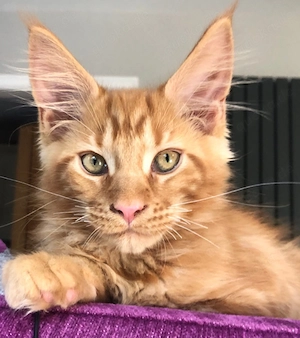  **Zwei wunderschöne Maine-Coon-Kätzchen suchen ein liebevolles Zuhause**  Bild 2