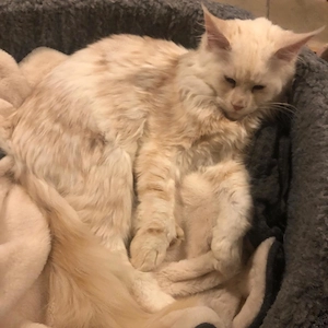  **Zwei wunderschöne Maine-Coon-Kätzchen suchen ein liebevolles Zuhause**  Bild 3